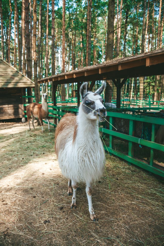 Llama eating grass